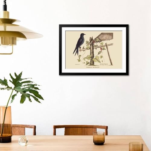 ART.COM Wall Art Print Purple Martin on Black Frame by Mark Catesby, 44" x 32" - color: Black Frame, size: 36"L x 24"W, style: Framed