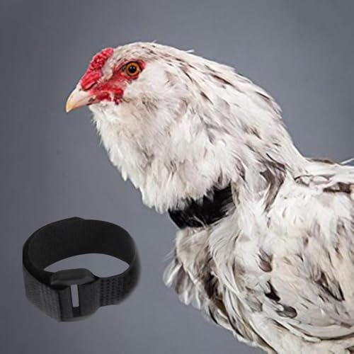 4Pcs Crow Rooster Collars, Adjustable Nylon Anti-Noise Neck Belt for Chickens and Poultry Birds, Humane Crow Collar to Prevent Screaming, Chicken Collar Harness Set