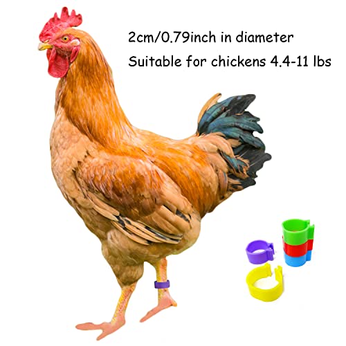 Honbay 100PCS 5 Colors Poultry Foot Rings Leg Bands Clip-on Rings for Birds, Ducks and Chickens (20mm(4.4-11lbs))