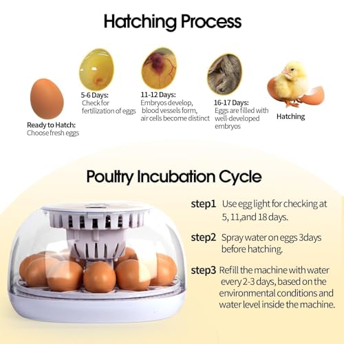 Series I - 12 Egg Incubator for Beginners, Auto Egg Turn, Steady Self-Regulating Humidity & Consistent Temperature Control for Hatching Chicken, Goose, Duck, Quail, Pigeon, and Turkeys - size: 12-Egg White