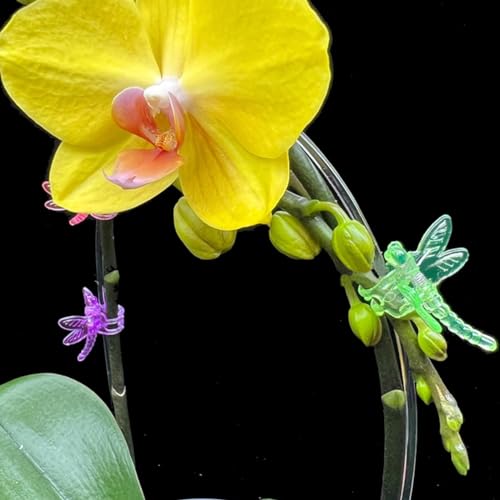GXXMEI 70PCS Orchid Support Clips - Dragonfly Plant Clips for Orchids, Vines & Flowers