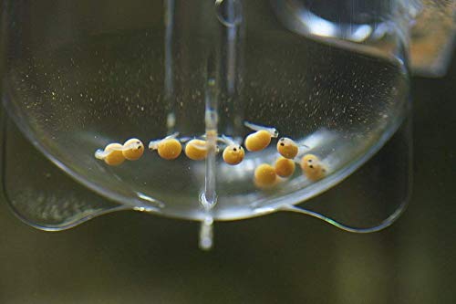 Zet-65 Ziss Aqua Egg Tumbler Incubator For Fish & Shrimp Breeding