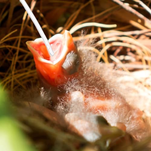 100Pcs Baby Bird Feeding Tubes Replacement Clear Soft Hand Feeding Tubes for Parrots and Small Birds Breeders Accessories