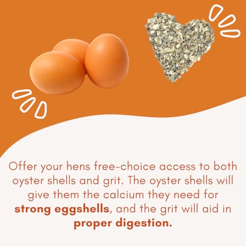Chicken Oyster Shell Feeder and Grit Feeder Combo
