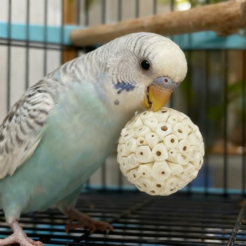 Bird Toys - Sola Ball Foraging Box, 10 Natural Ingredients | Chewing and Shredding Parrot Toys | Ideal for Parakeets/Cockatiels/Conures/Lovebirds and Small to Medium Birds - size: Sola Ball Foraging Box