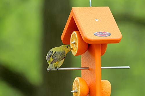 Recycled Double Oriole Orange Fruit Feeder | Made from recycled milk jugs