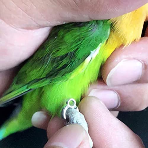 Parrot Flying Rope,19.7ft Ultra Light Anti Bite Portable Bird Flying Training Leash Parrot Foot Chain Pet Bird Supplies for Macaw African Greys Parakeet Cockatoo