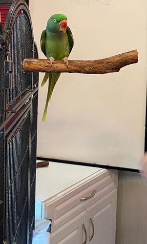 Polly's Single Bolt Hardwood Cage Perches Made in USA for Budgies, Parakeets, Cockatiels, Greys, Amazons, Blue & Gold Macaws, Cockatoos, Green Wing Macaws & Hyacinths. (Large) - size: Large