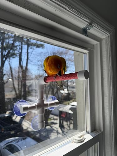 CleanPerch™ Window Bird Perch with Suction Cups. Grooming & Outside Viewing Perch for Parrots, Conures & Small Birds. Window-Mounted Bird Stand (White/Pink, 6") - color: Pink, size: 6"