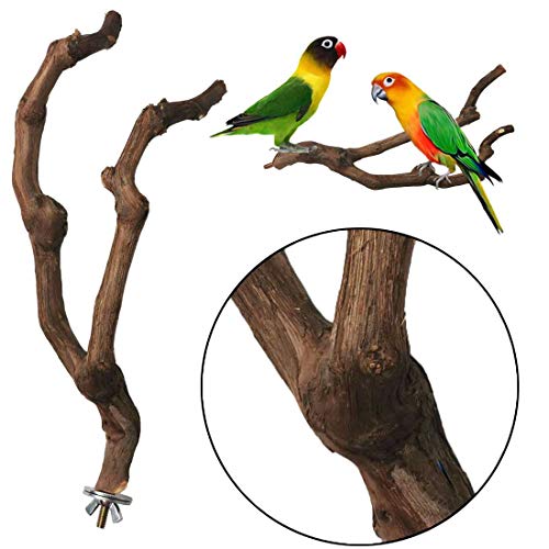 PINVNBY Natural Parrot Perch Bird Stand Pole Wild Grape Stick Paw Grinding Fork Parakeet Climbing Standing Branches Toy Chewable Cage Accessories for Small Lovebirds Budgies Cockatiels 2PCS - size: 9.8in