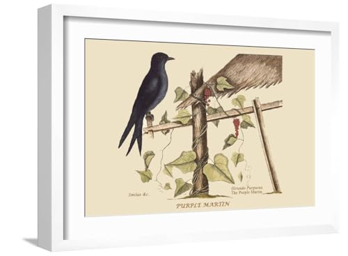 ART.COM Wall Art Print Purple Martin on White Frame by Mark Catesby, 22" x 16" - color: White Frame, size: 18"L x 12"W, style: Framed