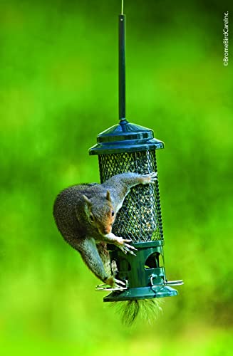 Squirrel Buster Standard Squirrel-proof Bird Feeder w/4 Metal Perches, 1.3-pound Seed Capacity, garden green | Four metal perches, weight-triggered closure, chew-proof design, easy cleaning