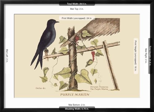 ART.COM Wall Art Print Purple Martin on Black Frame by Mark Catesby, 29" x 21" - color: Black Frame, size: 24"L x 16"W, style: Framed