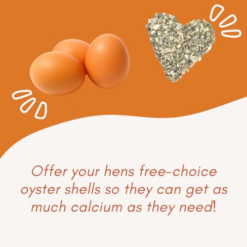 Oyster Shell Feeder for Chickens
