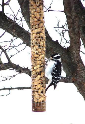 Backyard Birds Unlimited Cedar Whole in-Shell Peanut Outdoor Hanging Wild Bird Feeder Made in the USA-Medium 32" Inch - size: Medium