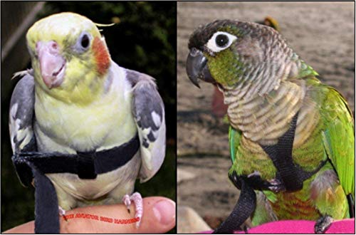 The AVIATOR Pet Bird Harness and Leash: Petite Blue - color: Blue, size: Petite