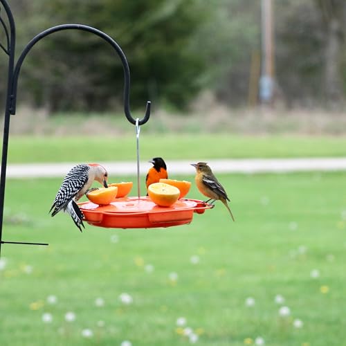 Ultimate Oriole Feeder, Nectar Jelly Fruit and Mealworm Station | Multi-Food Oriole Feeder; Nectar Jelly Fruit; Mealworm Station; Bright Orange
