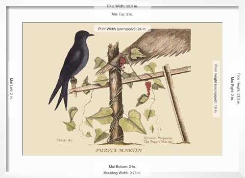 ART.COM Wall Art Print Purple Martin on White Frame by Mark Catesby, 29" x 21" - color: White Frame, size: 24"L x 16"W, style: Framed