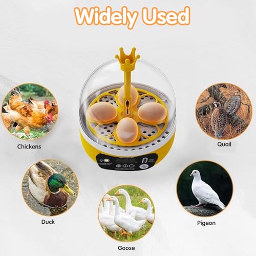 Tissting 4-Egg Mini Incubator with Transparent Lid | 7W Power & Humidity Control | Clear Viewing Window | Auto Egg Turning | for Chicken, Duck, Quail, Pigeon(Auto Turning) - color: 4 Eggs Auto Turning