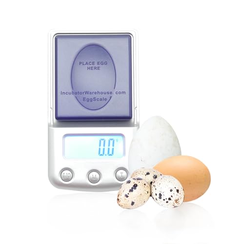 Digital Scale with Blue Backlit LCD Display - Accurate Humidity Measurement