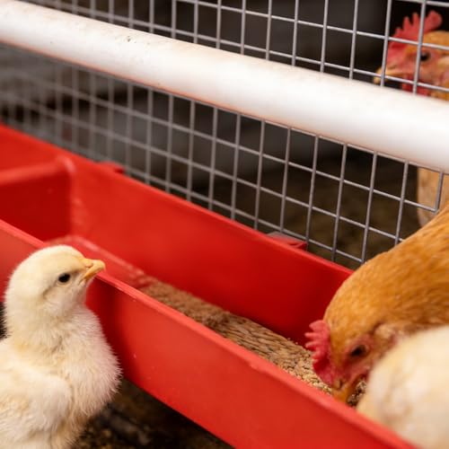 4 Pack Chicken Feeder Trough Hanging Basin Poultry Feeder Food Water Separating Dispenser for Chicken Duck Pigeon Duck Livestock Poultry (22 inches, Red)