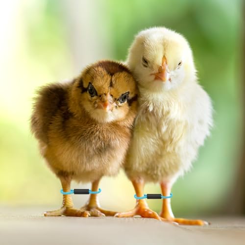 M METERXITY 100-Pack Adjustable Chick Leg Bands, 1.38" x 0.2" Polyester Chicken Leg Brace for Chicks/Ducks/Birds [Blue] Poultry Leg Bands - color: Blue