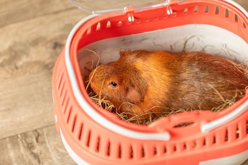 Trixie Pico Transport Crate, Small Pet Carrier, Portable Travel Carrier, for Small Pets, Hamsters, Guinea Pig, Lizards | Portable Pet Carrier, Ideal for On-The-Go, Traveling Cage for Small Pets, Bunnies, Hamsters, Guinea Pigs, Lizards - size: 11.8"L x 8.3