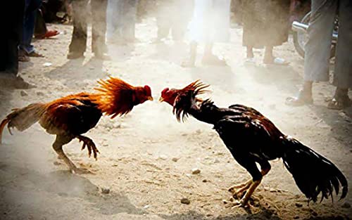 A.D.P. R2 Chicken Supplies Spur & Leg Protect Red Blue 2 Pair, Rooster Booster Protection Rooster Chicken Mitt Safety Poultry Hen Botas para GALLOS BREEDING, Best Rubber