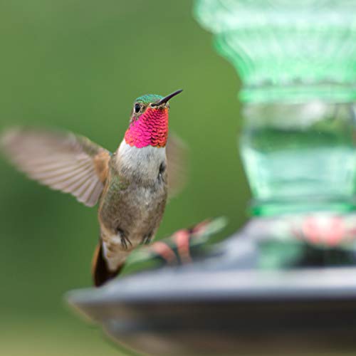 Perky-Pet Glass Bottle Hummingbird Feeder - Outdoor Garden Décor Humming Bird Feeder,8108-1SR - 10 Fl Oz Nectar Capacity - Durable Green Antique Design - Hang from Tree,Porch,Deck,Hook,(Pack of 6) - style: Green Bottle (Pack of 6)