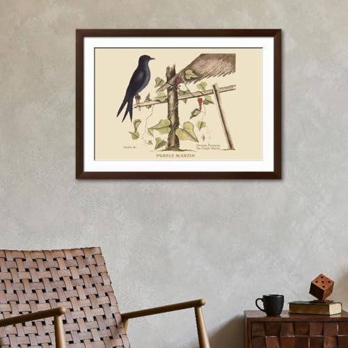 ART.COM Wall Art Print Purple Martin on Brown Frame by Mark Catesby, 44" x 32" - color: Brown Frame, size: 36"L x 24"W, style: Framed