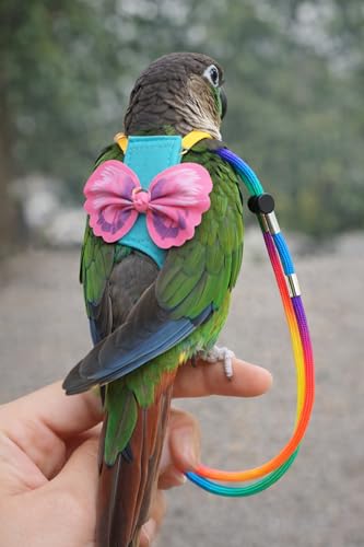 Parrot Diaper Harness with Leash Set for Small/Medium Bird (Size L) | Washable, Bird Flight Suit Outdoor Flying Training for Quaker, Caique Parrots, African Grey, Mini Macaw - size: L