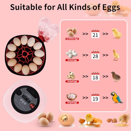Incubators for Hatching Eggs with Automatic Egg Turning,Temperature & Humidity Control, Come with Egg Candler, External Water Bottles 360° Clear View Incubator for Hatching Chicken Eggs Quail Duck