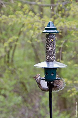 Squirrel Buster Plus Squirrel-proof Bird Feeder w/Cardinal Ring and 6 Feeding Ports, 5.1-pound Seed Capacity, Adjustable, Pole-mountable (POLE ADAPTOR SOLD SEPARATELY), Green | Cardinal ring, six ports, weight adjustment, pole-mountable, adapter sold sepa