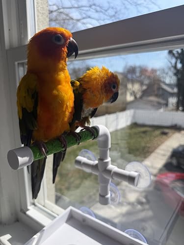 CleanPerch™ Window Bird Perch with Suction Cups. Grooming & Outside Viewing Perch for Parrots, Conures & Small Birds. Window-Mounted Bird Stand (White/Green, 6") - color: Green, size: 6"