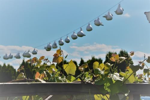White Purple Martin Gourd Birdhouses – Pack of 10 Colony Nesting Gourds with Side Clean-Out – 12–14″ Tall, 2″ Entrance Hole