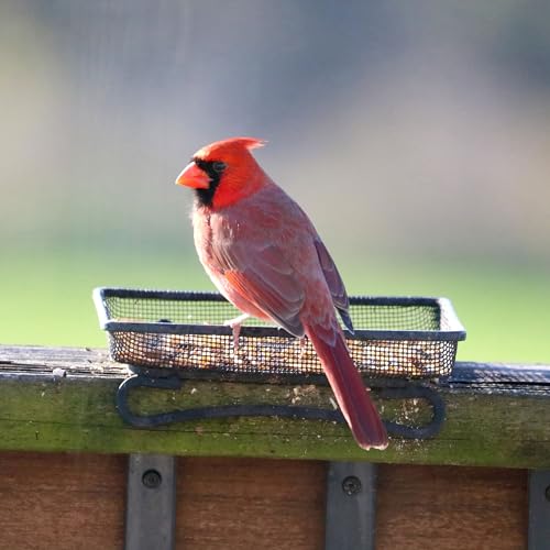 Ground and Deck Tray Feeder for Birds and Squirrels | Black Steel Mesh Tray Feeder - Holds 2 Cups of Seed, Nuts, or Mealworms for Ground Birds, Squirrels, Chipmunks, and Rabbits