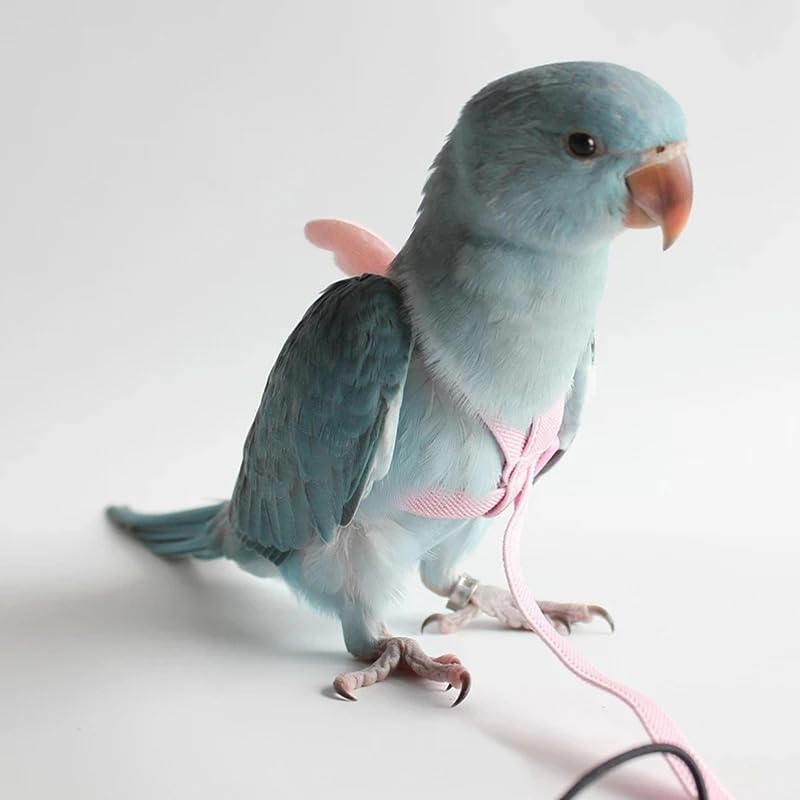 3pcs Parrot Flying Harness Leash Suit Pet Bird Outdoor Flight Training Rope Cockatiel Supplies Macaw Accessories Stuff for Budgie
