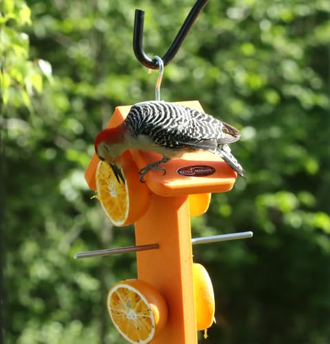 Recycled Double Oriole Orange Fruit Feeder | Made from recycled milk jugs