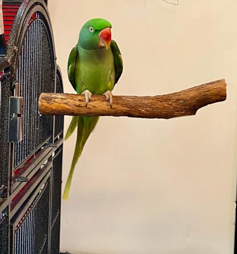 Polly's Single Bolt Hardwood Cage Perches Made in USA for Budgies, Parakeets, Cockatiels, Greys, Amazons, Blue & Gold Macaws, Cockatoos, Green Wing Macaws & Hyacinths. (X-Large) - size: X-Large