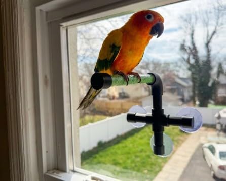 CleanPerch™ Window Bird Perch with Suction Cups. Grooming & Outside Viewing Perch for Parrots, Conures & Small Birds. Window-Mounted Bird Stand (Black/Green, 6") - color: Black/Green, size: 6"