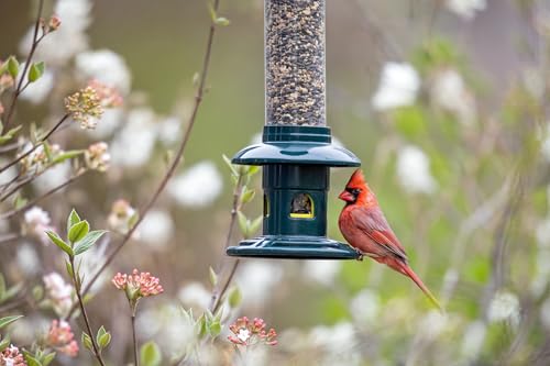 Squirrel Buster Evolution Truly Squirrel-Proof Bird Feeder, Double Cardinal Ring, 1.9-Pound Seed Capacity, Green