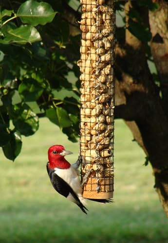 Backyard Birds Unlimited Cedar Whole in-Shell Peanut Outdoor Hanging Wild Bird Feeder Made in the USA-Medium 32" Inch - size: Medium