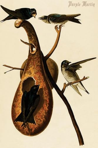 ART.COM Wall Art Print Purple Martin by John James Audubon, 16" x 24" - color: Print Only, size: 24"L x 16"W, style: Unframed