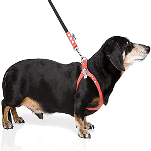 BUDDY BELT Harness Pebble Grain Blue - Premium Edition (5) - size: 5