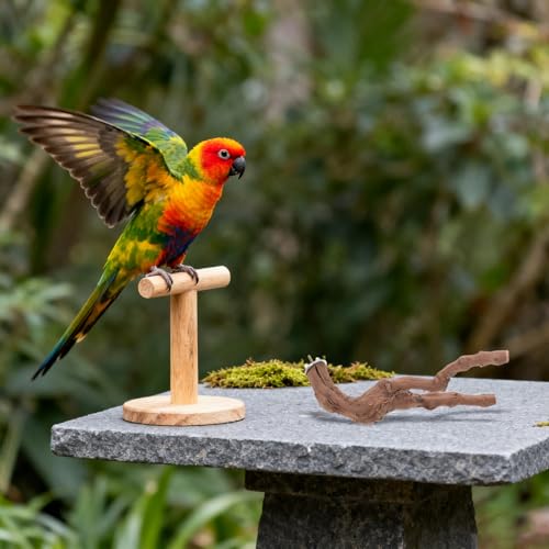 Angoily Bird Perch Stand Set, 5Pcs Natural Wood Bird Perches with Rope | Cage Perch Branch Stand for Climbing Standing Play and Nail Grinding for Parrots