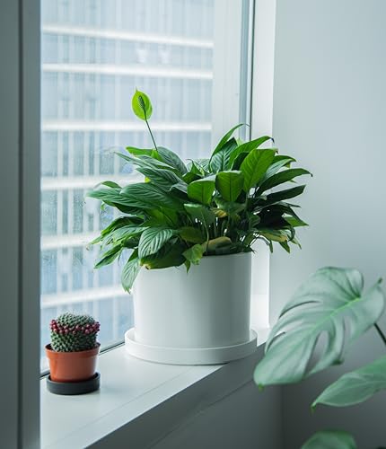 Phoenix Vine 12 Inch Plastic Plant Saucer Water Drip Tray, Heavy Sturdy Round Plant Drainage Tray for Indoors Outdoor, Matte White, 21-TY-12W-1 - size: 12"