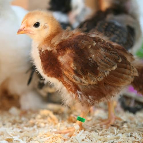 DoubleWood Leg Bands for Birds, 120 Pcs Numbered 8mm Pigeons Leg Bands, Poultry Leg Bands Clip on Leg Bands for Baby Chick, Bantam, Finch, Dove, Lovebird, Coturnix Quail (8mm - 120 Pcs) - size: 8mm - 120 Pcs