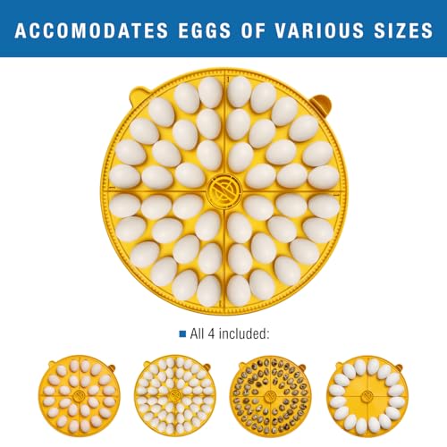 Brinsea Maxi 48 EX Egg Incubator with Automatic Turning & Humidity Control | 50+ years of trusted precision! Built-in automatic humidity, auto-turn & temp alarms take the stress out of hatching 48+ eggs