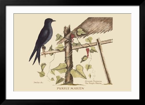 ART.COM Wall Art Print Purple Martin on Black Frame by Mark Catesby, 44" x 32" - color: Black Frame, size: 36"L x 24"W, style: Framed