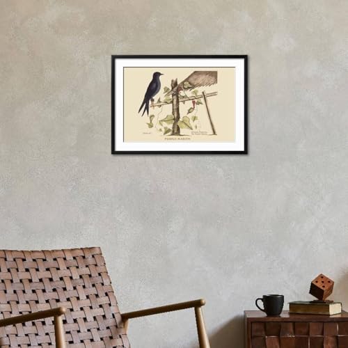 ART.COM Wall Art Print Purple Martin on Black Frame by Mark Catesby, 29" x 21" - color: Black Frame, size: 24"L x 16"W, style: Framed